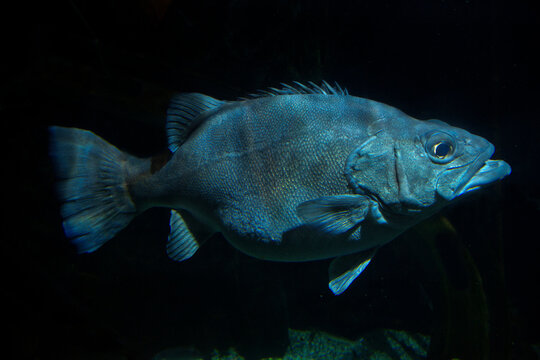 The Atlantic wreckfish, stone bass or bass groper (Polyprion americanus).