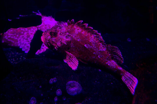 The Red scorpionfish, bigscale scorpionfish, large-scaled scorpion  fish or Rascasse (Scorpaena scrofa).