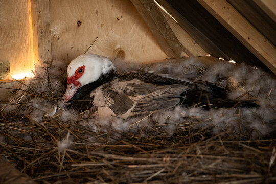 Muscovy Duck on her Nest
