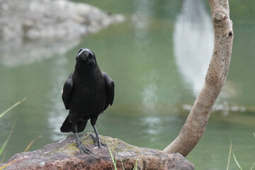 crow on the ground