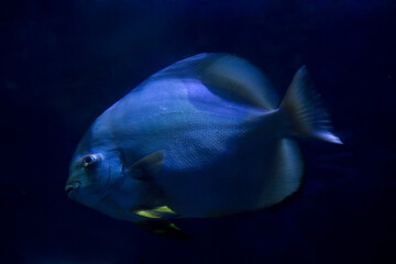 The Orbicular batfish (Platax orbicularis).