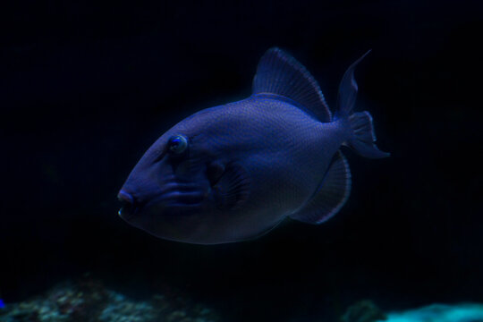 Blue triggerfish, rippled triggerfish, yellow-spotted triggerfish, blue-and-gold triggerfish (Pseudobalistes fuscus).