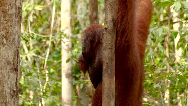 Large male bornean orangutan sat on forest floor, watches as another orangutan passes by, then turns and follows / chases (slow mo)