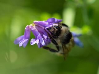 Portrait of a bee collecting nectar in a purple honey flower. Close-up bee on a flower. Macro