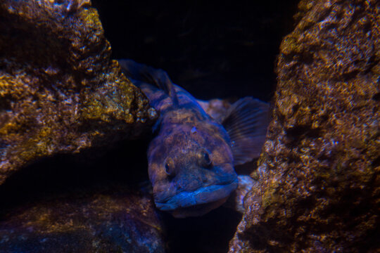 The viviparous eelpout, viviparous blenny,  European eelpout (Zoarces viviparus).