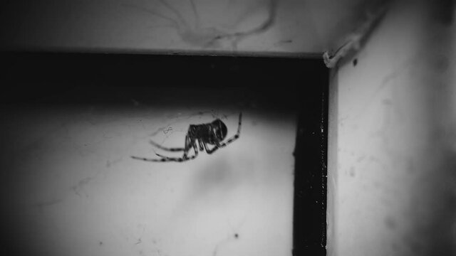 A common domestic spider close-up in a corner in a web awaits a victim, prey. Vintage, cinematic style of drama, thriller, horror. Black and white noir video.