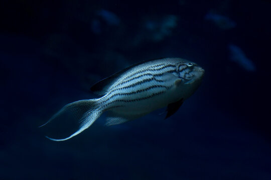 Blackstriped angelfish, Lamarck's angelfish (Genicanthus lamarck).