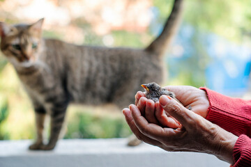 A small helpless bird holded by a woman hands while a cat hunts near him