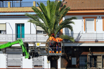 palm tree pruning