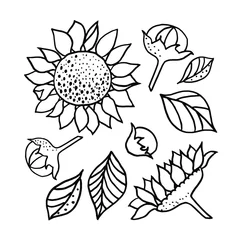 Gordijnen Sunflowers vector illustration. © Uzorchik