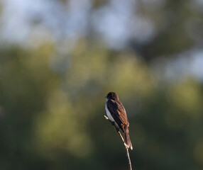 An Eastern Kingbird (Tyrannus) alone atop a branch