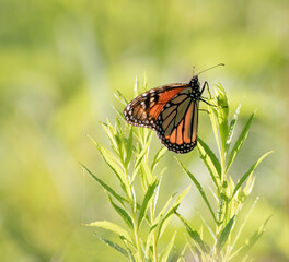 A beautiful backlit Monarch Butterfly in a green meadow