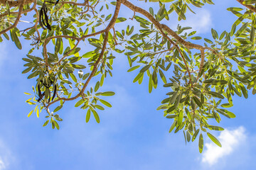 Green leaf on sky background in the garden using as background,fresh leaves wallpaper concept.