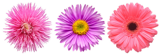 Collection gerbera, aster and chrysanthemum flowers isolated on white background