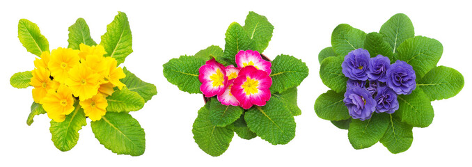 Collection primula flowers isolated on white background. Flat lay, top view