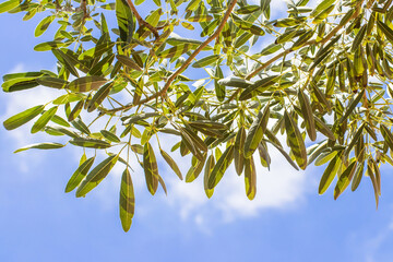 Green leaf on sky background in the garden using as background,fresh leaves wallpaper concept.