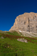 wild Rhododendron flowers in Dolomites mountains, Italy
