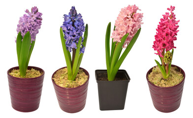 Naklejka na ściany i meble Collection hyacinth flower in a pot isolated on a white background. Spring time. Easter holidays. Garden decoration, landscaping. Floral floristic arrangement. Flat lay, top view
