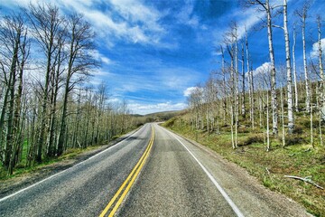 Fototapeta premium Road in the forest