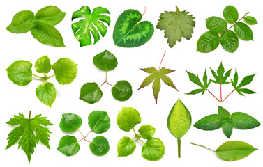 Collection green leaf isolated on white background. Branch and twig rose, hydrangea, monstera, lemon balm, hosta, maple and others. Top view, flat lay