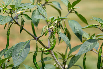 Fototapeta premium Closeup of hot cayenne chili pepper fruit on growing on plant. Concept of fresh, organic farm to table produce, gardening and farmers market
