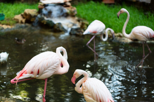 Wild animals close up: pink flamingos walking along the pond