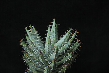 Aloe erinacea , Aloe erinacea close-up isolated. aloe erinacea on a dark background Aloe Erinacea Plant, Seven Years Old. Place of Growth Africa. Isolated On Black Background
