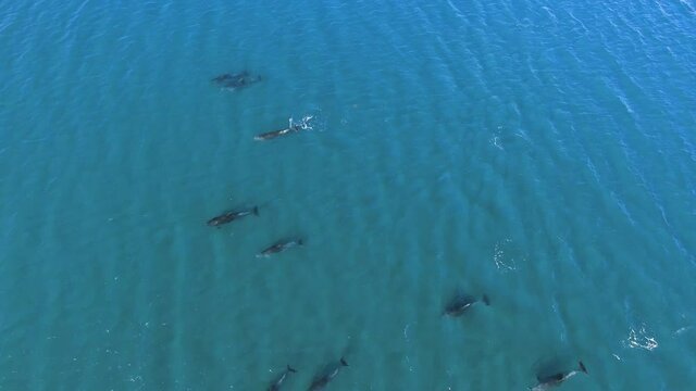Orewa Beach, Orewa Dolphins, Bottle Nose Dolphins, Whangaparaoa New Zealand Spring springtime drone photos videos ANZAC Whangaparaoa Peninsula bay shore beach north island Auckland bay of whales