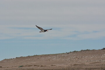Aves