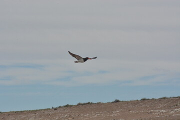 Aves