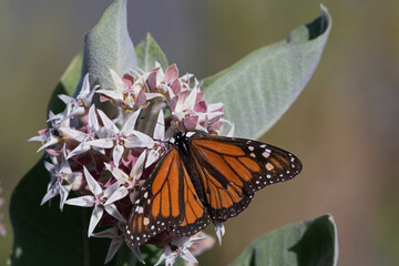 Western Monarch Butterfly on milkweed plant