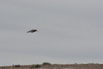 Aves