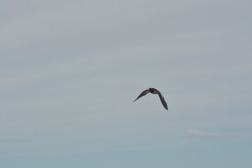 Aves