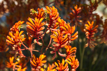 Kangaroo paw orange flowers in the garden. 