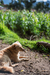 Viaje a Llamellin Ancash Perú