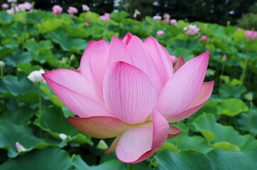 Fototapeta premium 花 蓮 大賀ハス 風景 茨城