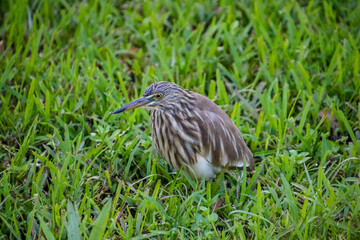 Indian Pond Heron in Sri Lanka