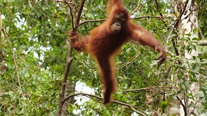 An orangutan hanging from a tree, swinging back and forth then swings out of frame