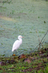 White Egret on the ground in Sri Lanka
