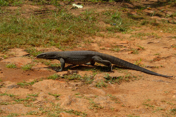 Monitor lizard in Sri Lanka