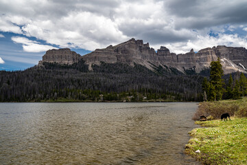 Brooks Lake, at the base of the Pinnacle Buttes northeast of Jackson Hole near Dubois Wyoming. Black lab dog sniffing in the frame