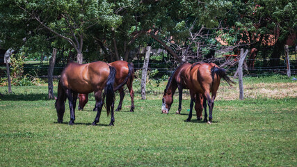 group of brown horses eating grass