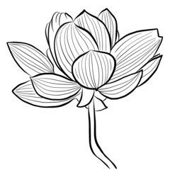 Flower lotus blossom hand drawn vector illustration isolated on white background 