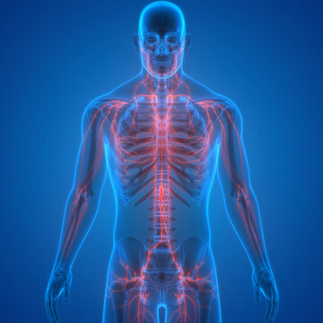 Human Internal system Lymph Nodes Anatomy
