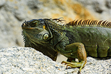 Close up head of Iguana dragon. Green lizards iguana.