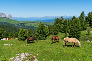 Fototapeta na wymiar Cows and horses graze in an alpine meadow on a slope among fir trees in the mountains, italy dolomiti