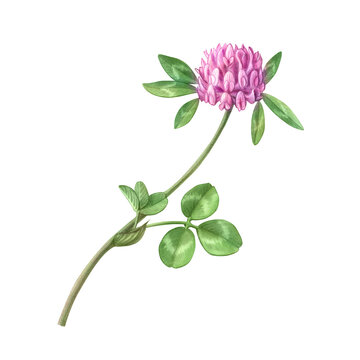 Pink Clover Hand Drawn Pencil Illustration Isolated on White with Clipping Path.
