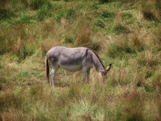 Donkey in dry pasture