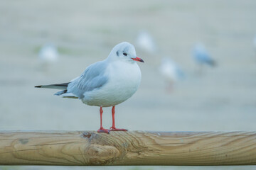Fototapeta premium bird black headed gull chroicocephalus ridibundus perched outdoor
