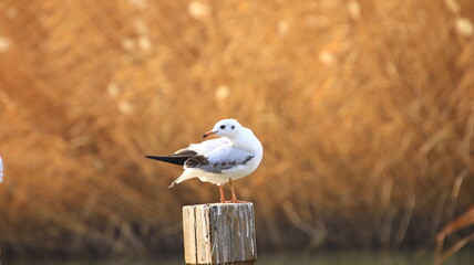 Side view of a white seagull resting on wooden stake, blur background, seabird